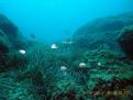 POSIDONIA Y GRUPO DE MOJARRAS